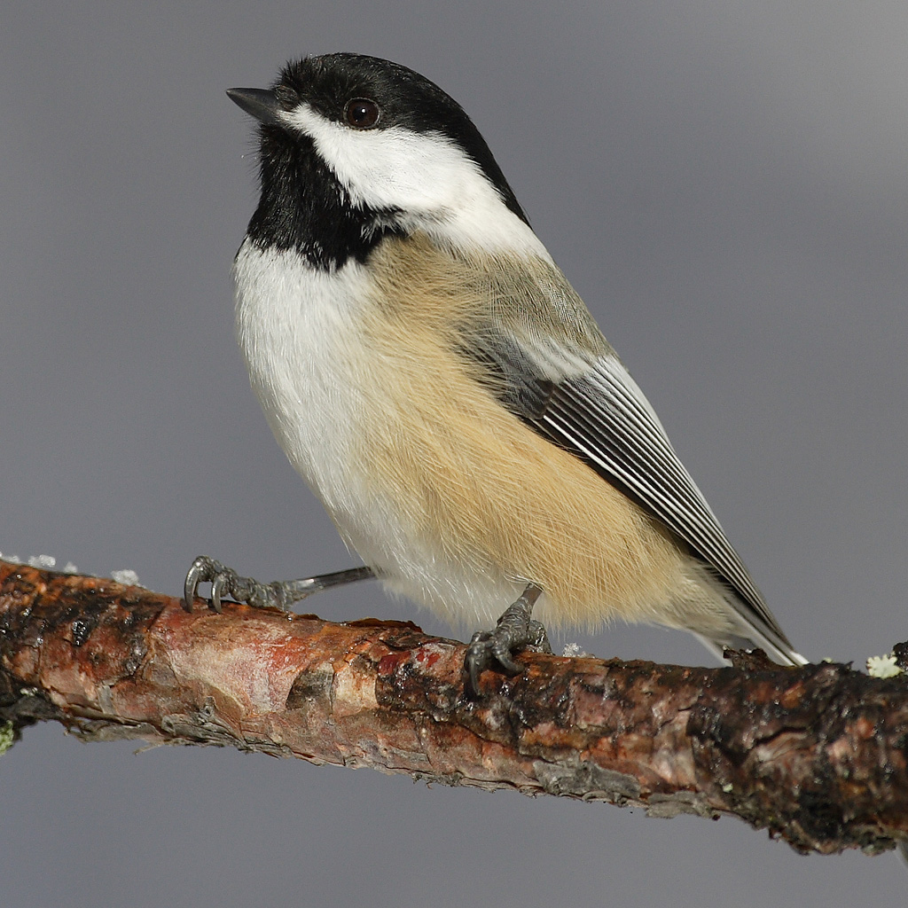 A black-capped chickadee