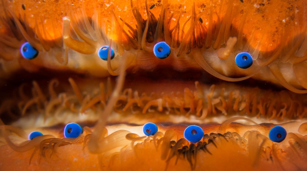 The eyes of&nbsp;scallops