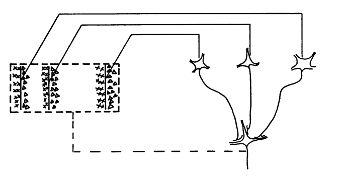 Is early vision like a convolutional neural net?